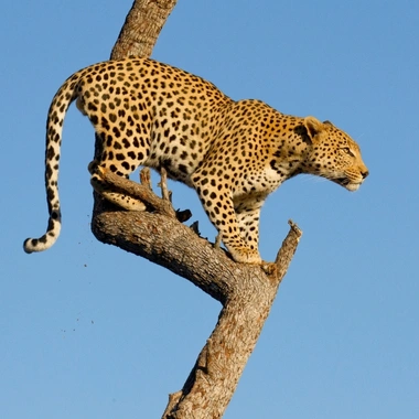 Jawai Leopard Safari