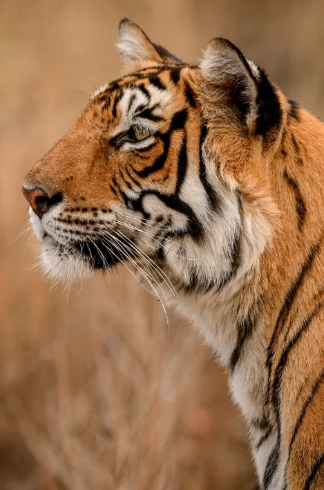 Ranthambore wildlife safari day tour