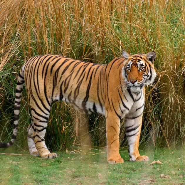 Ranthambore Safari