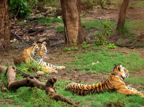 Sariska wildlife safari tour