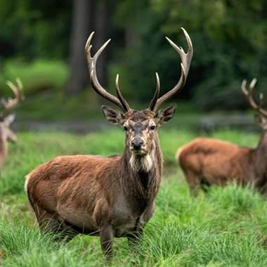 Sariska Wildlife Safari