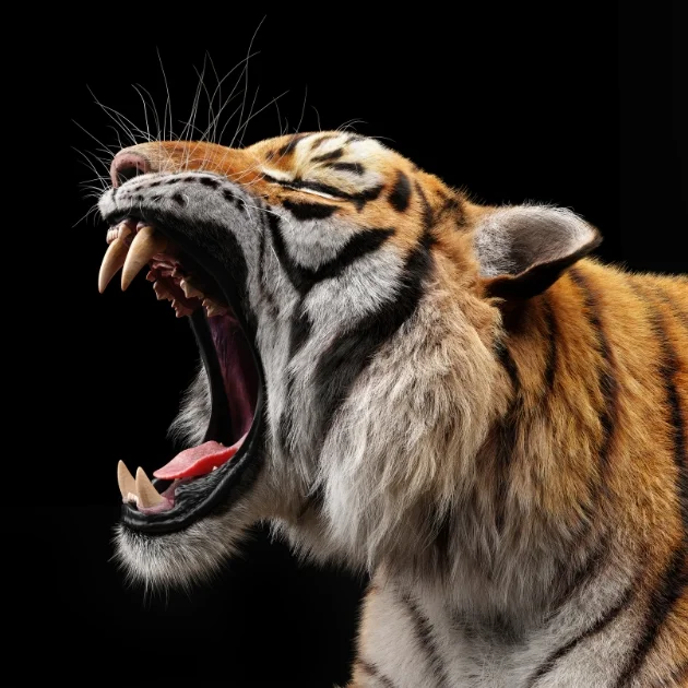 Wild India Safari Tour