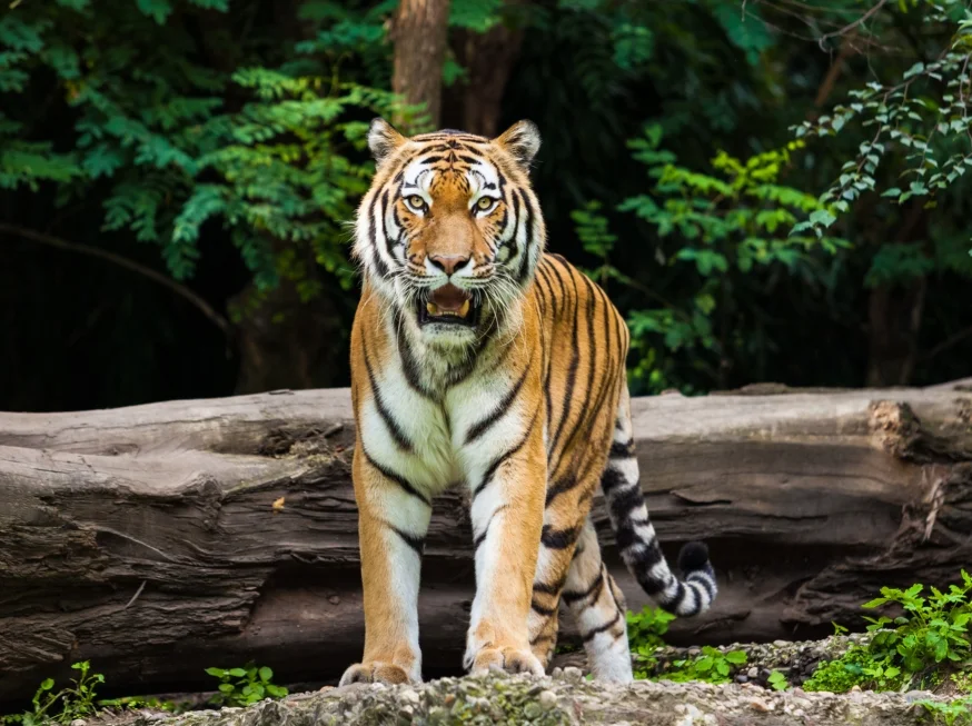 Wild India safari tour